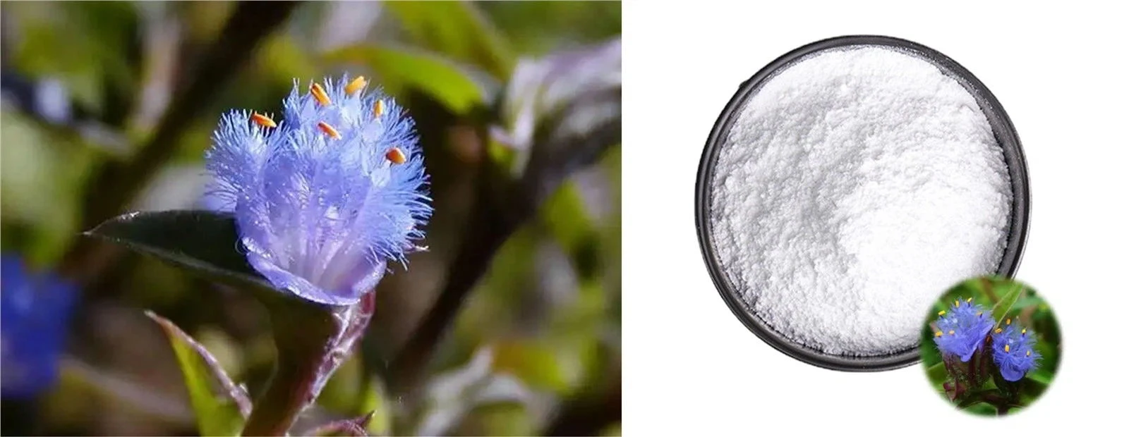 Cyanotis arachnoides extract Cyanotis arachnoides extract