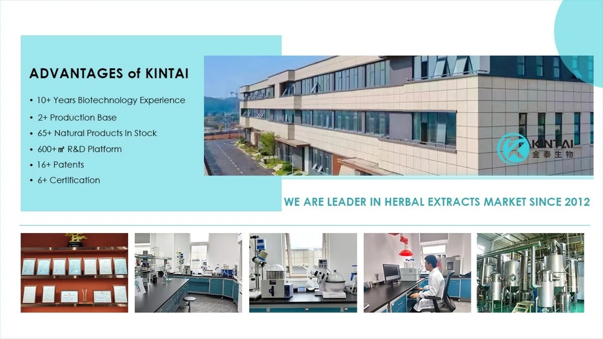 Kintaibio Kintaibio